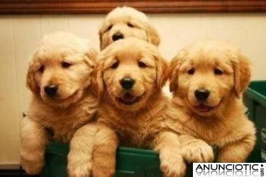 CACHORROS DE GOLDEN RETRIEVER.