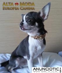 Collares para Perros, Collares y Correas para Perros, Accesorios Caninos