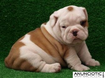 REGALO HERMOSOS CACHORROS BULLDOG INGLES PARA SU ADOPCION