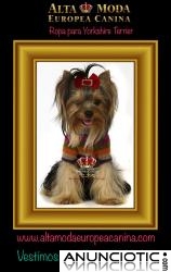 Ropa para Yorkshire Terrier