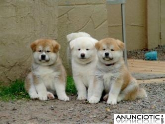 HERMOSOS CACHORROS AKITA-INU DE ADOPCIÓN