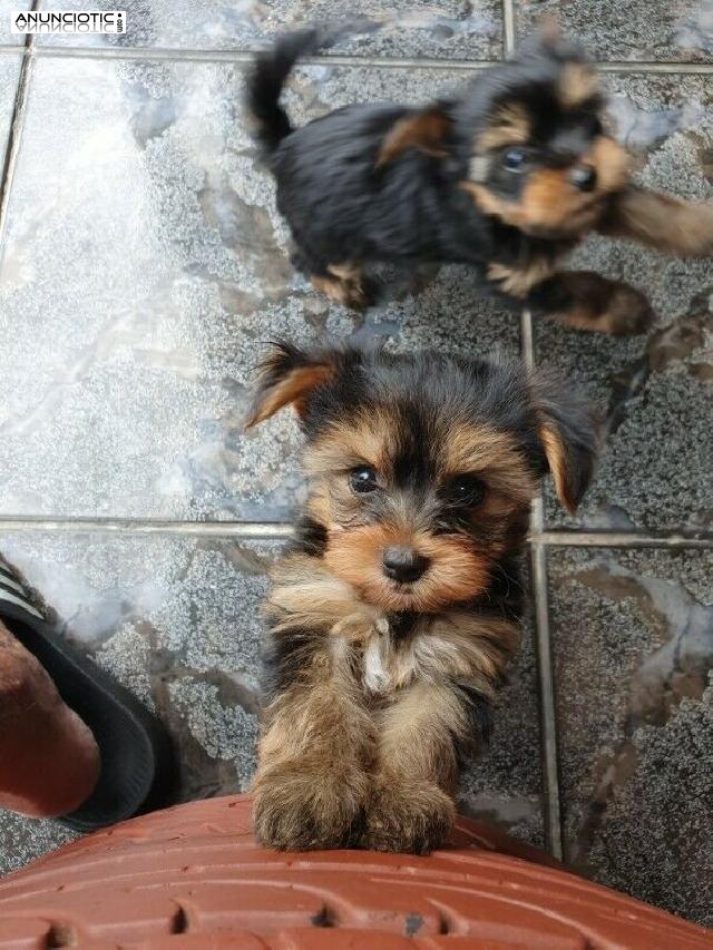 !!!! Taza de té yorkie cachorros disponibles Yorkie Princess