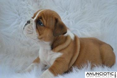 Cachorros de bulldog inglés para su adopción