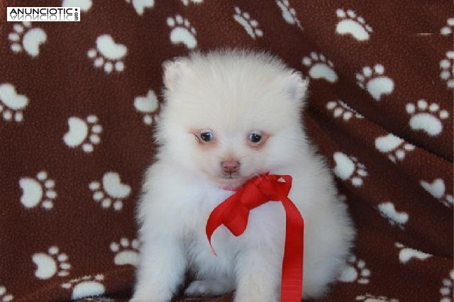 REGALO CACHORROS DE POMERANIA TOY