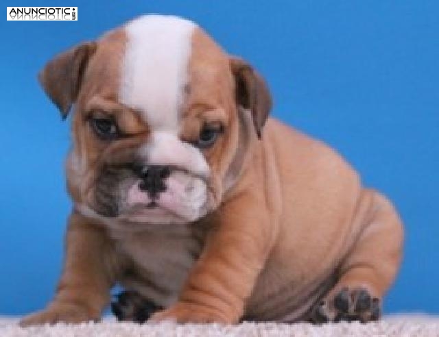 Cachorros de Bulldog Ingles