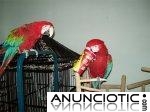  Hermosa guacamaya loros para la venta 