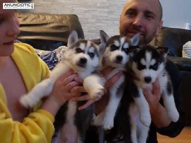 Cachorros de husky siberiano para adopción