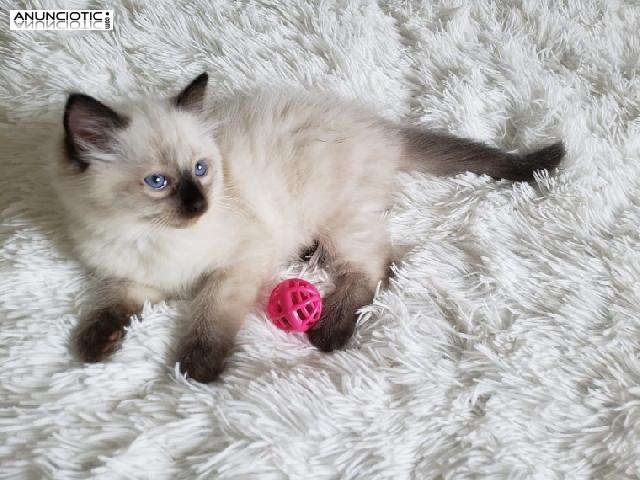 Hermoso gatito de pelo corto inglés masculino y femenino