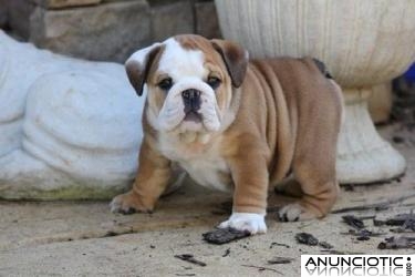 CACHORROS DE BULLDOG INGLÉS.