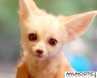 bien capacitado y muy saludable fennec romántico zorros macho y hembra para la venta, cont